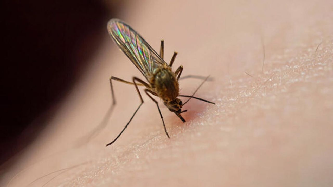 Sivrisinekler neden en çok beni ısırıyor? sorusunun cevabı
