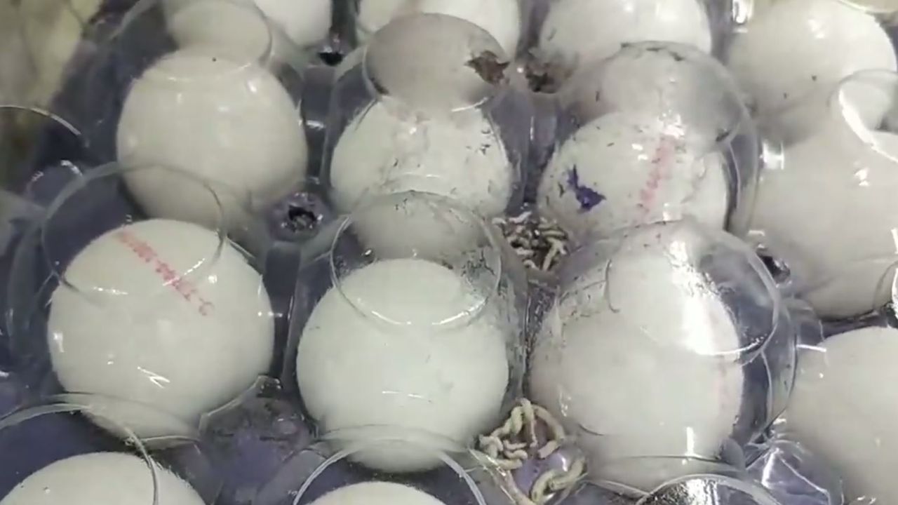 A101'de iğrenç görüntü: Kurtlu yumurtalar...