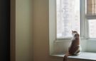 Kedi sahipleri dikkat! Kedi filesi için öneriler