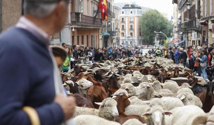 Madrid sokaklarından binlerce koyun geçti